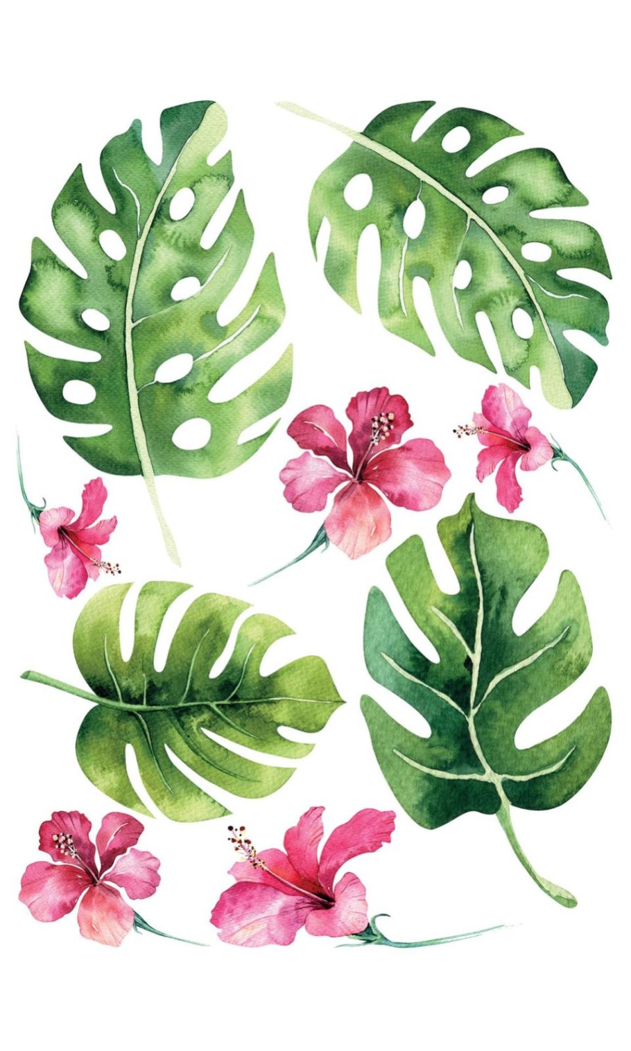 Монстера Эскуэлто