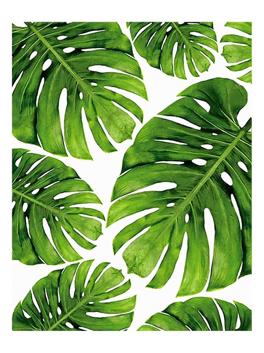 Монстера Вьюнок