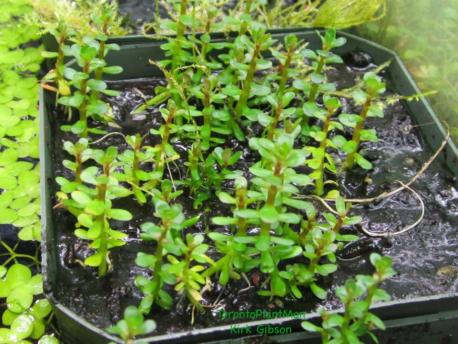 1-2-Grow Rotala 'Bonsai'