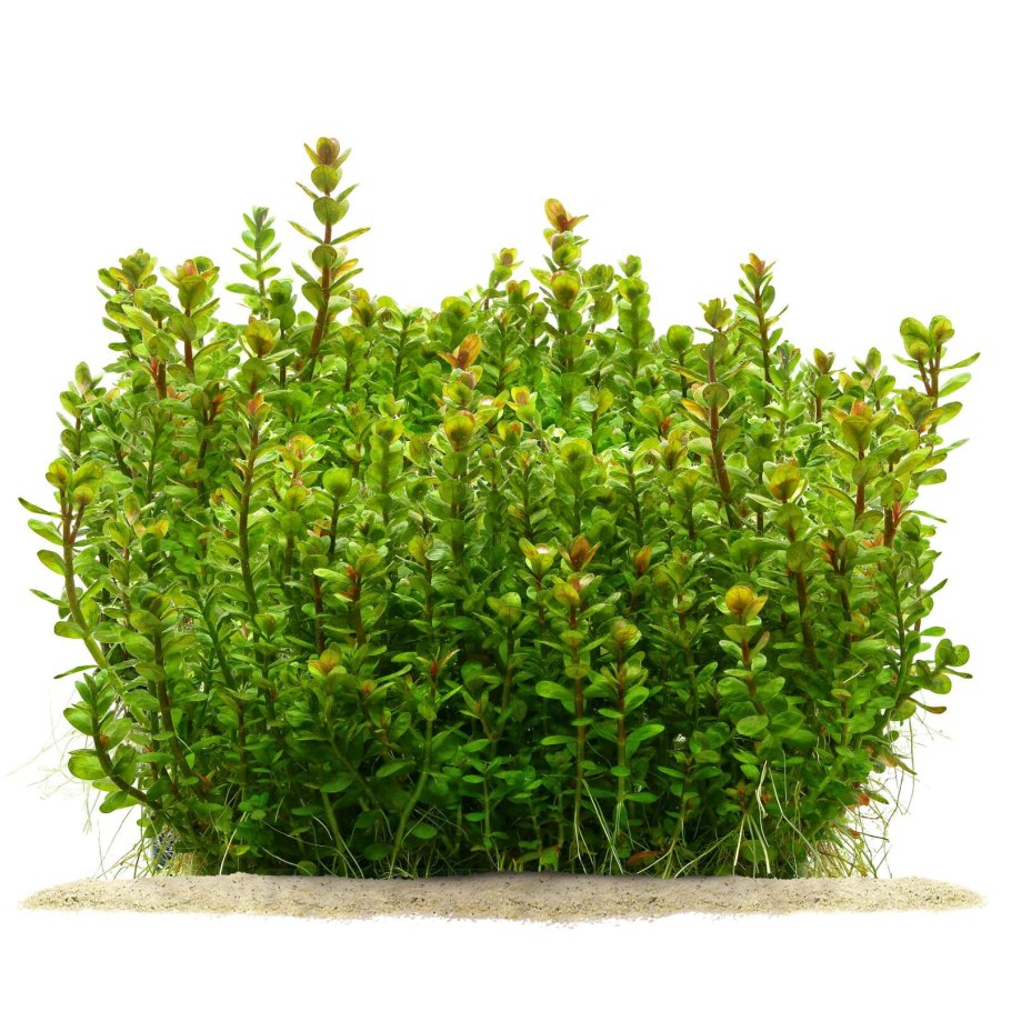 Аммания бонсай (Ammania SP.«Bonsai»)