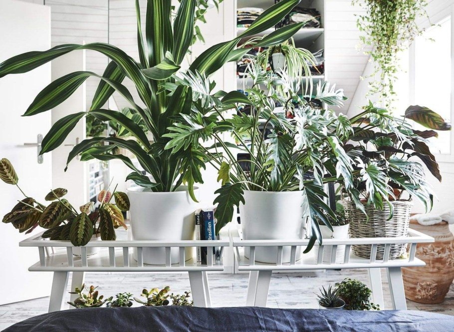 Растение замиокулькас