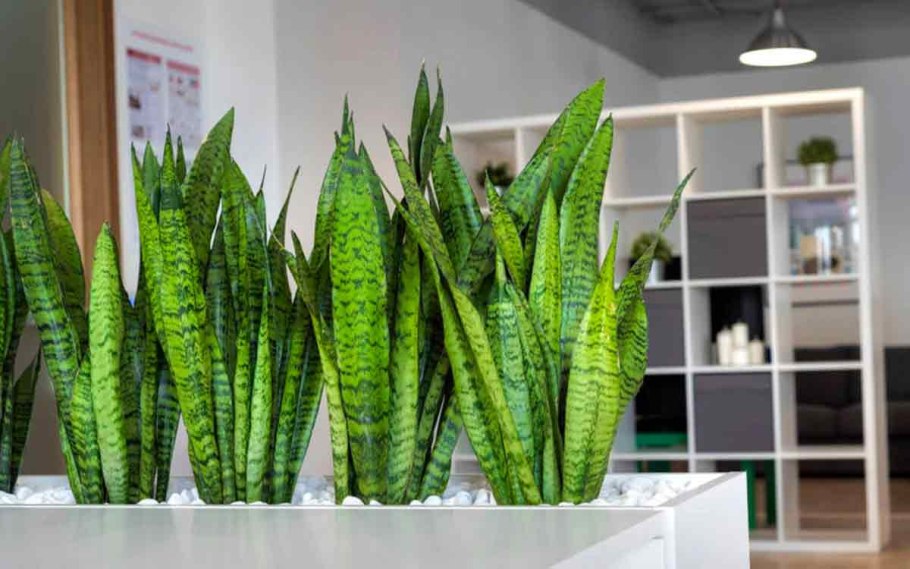 Комнатная Пальма Рапис