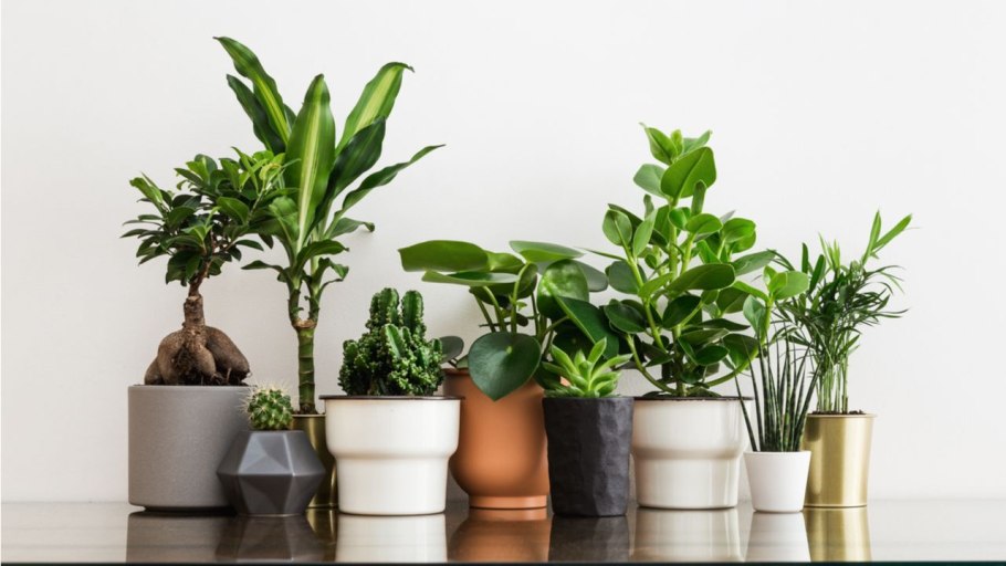 Комнатные цветы неприхотливые большие