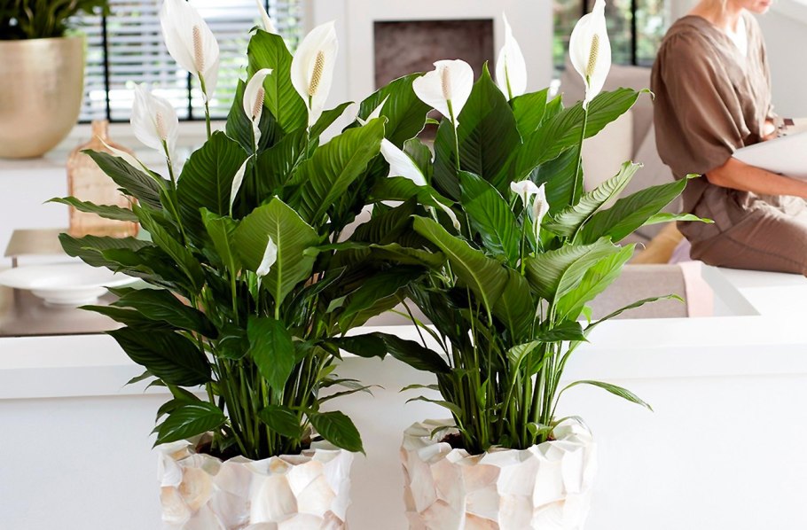 Комнатные растения