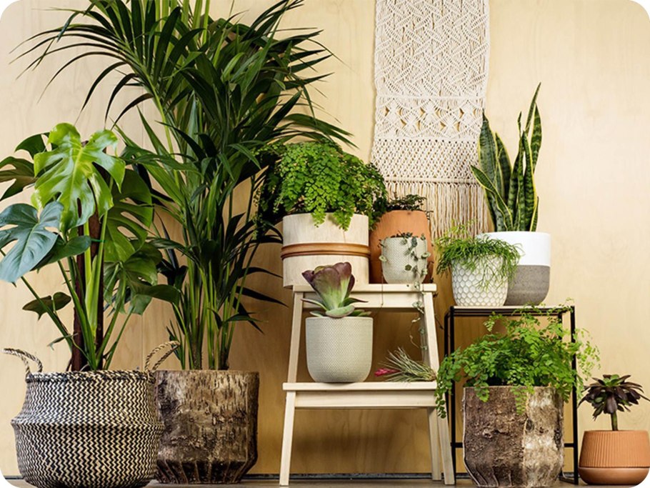 Цветок Драцена Маргината