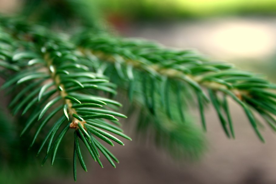 Еловая, Пихтовая, Сосновая лапы