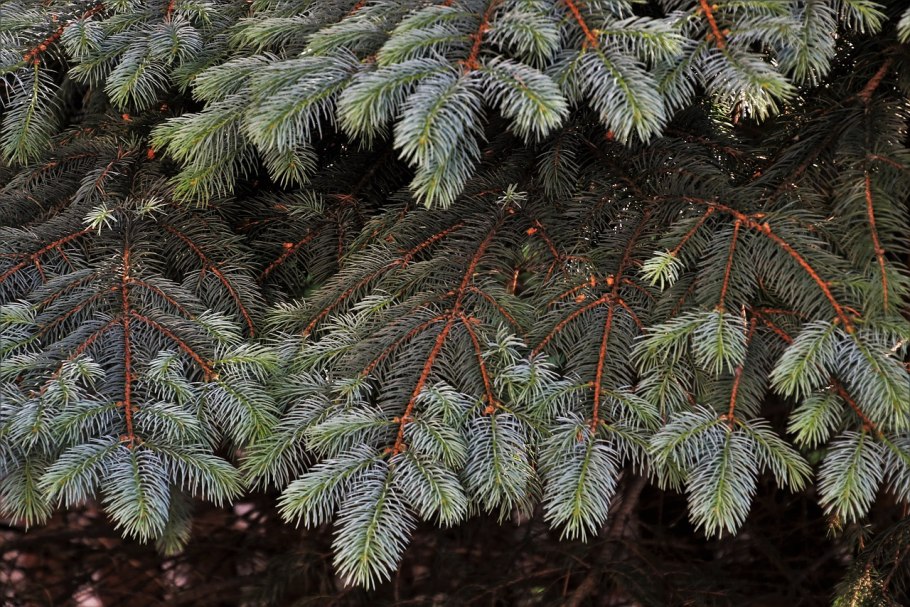 Пихта Сибирская хвоинки