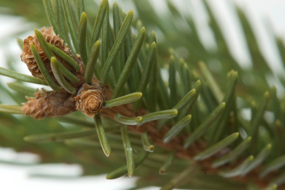 Сосна Грин Пингвин