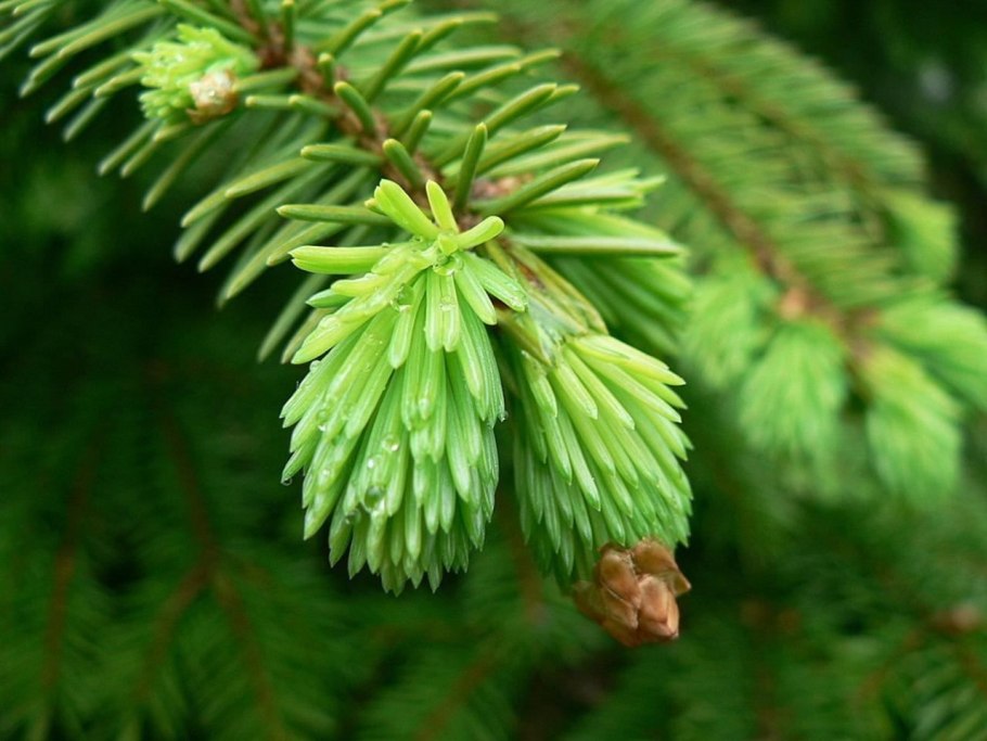 Ель зеленая