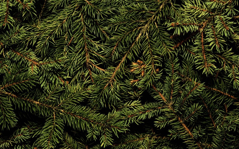 Еловая, Пихтовая, Сосновая лапы