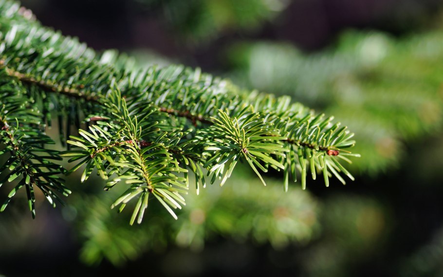 Хвойные растения кедр