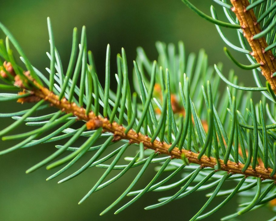 Хвойные деревья ель