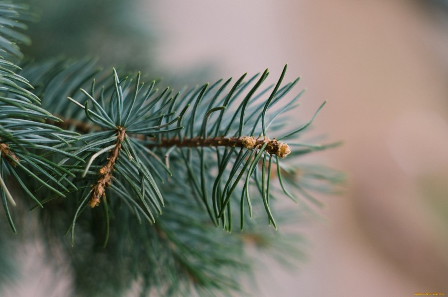 Елки иголки сосна гордость Европы 2.4