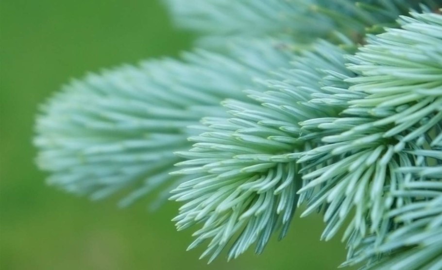 Ель и пихта ветки