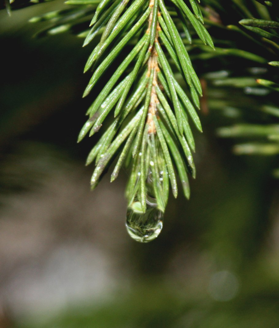 Еловые иголки