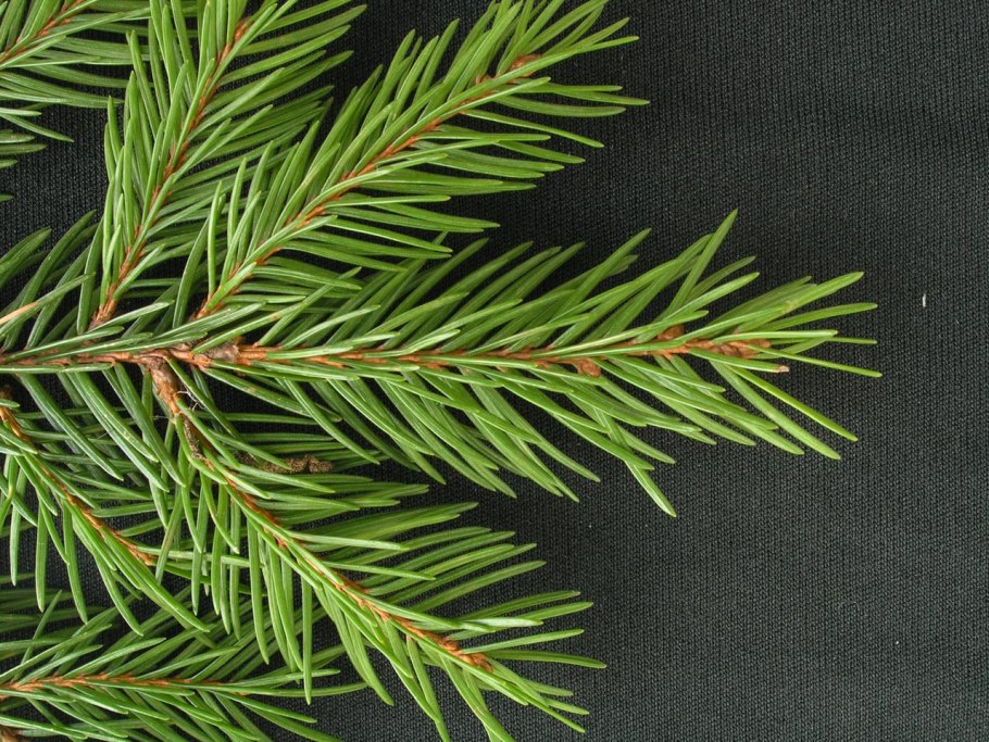 Хвоя ель пихта