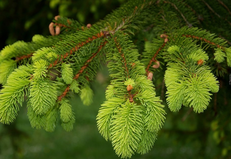 Паттерн пихта