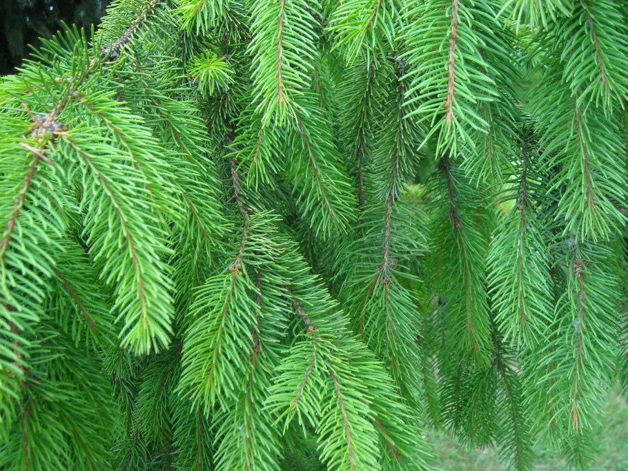 Ель обыкновенная хвоинки