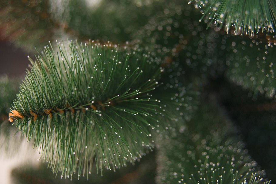 Еловая хвоя