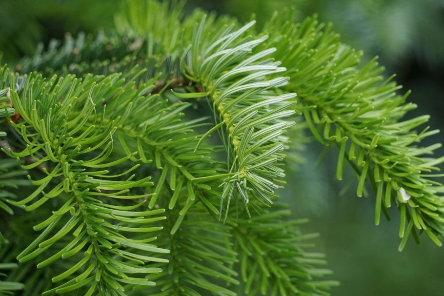 Еловая, Пихтовая, Сосновая лапы