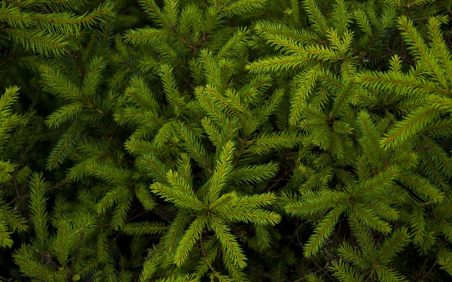 Пихта обыкновенная хвоя