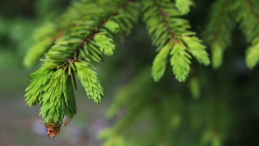 Ель обыкновенная хвоинки