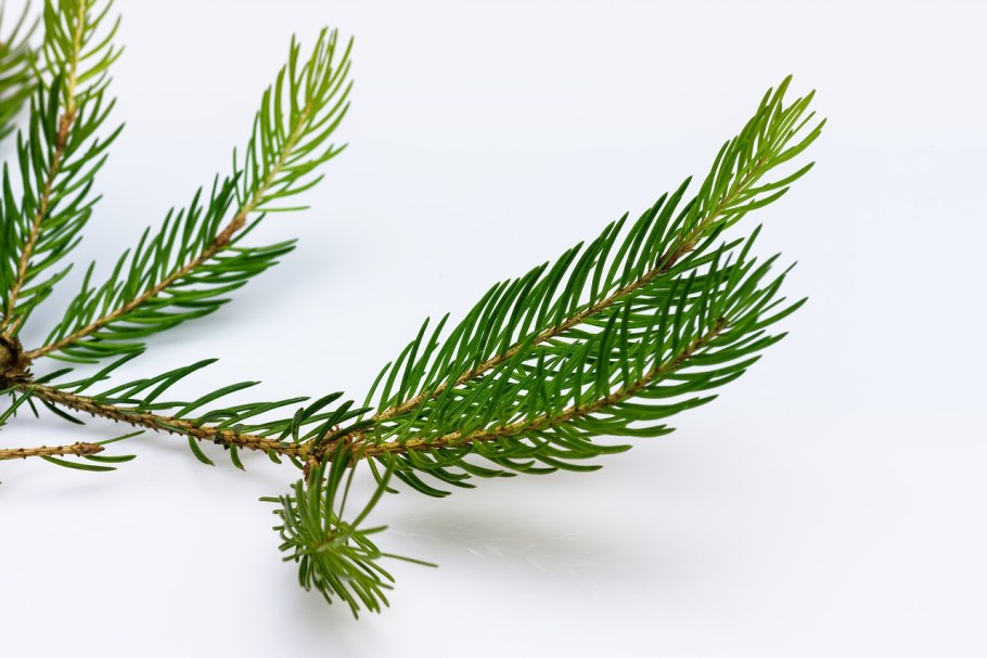 Елка Хвойная хвоинки