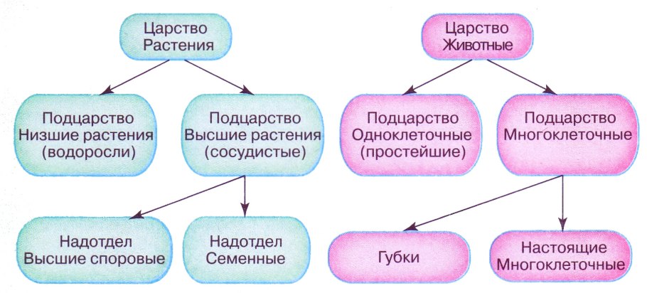 Какого царства живых организмов не существует