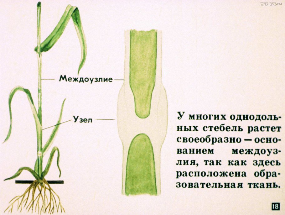 Стебель злаковых Соломина