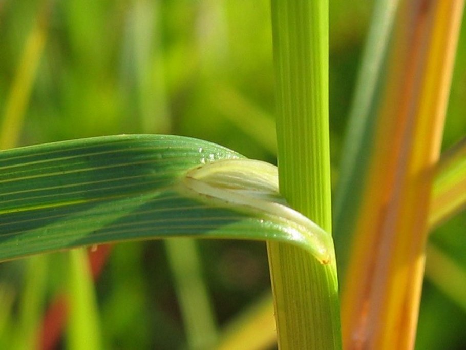 Стебель осоки