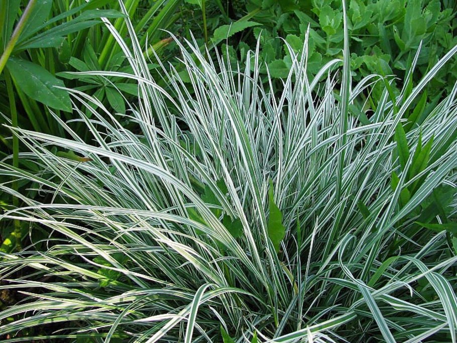 Пырей ползучий семейство злаковые