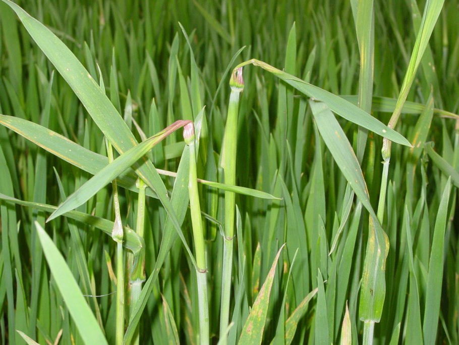 Кукуруза растение листья