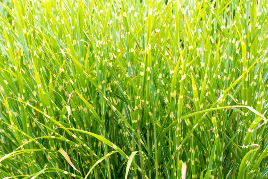 Тростник Южный phragmites Australis