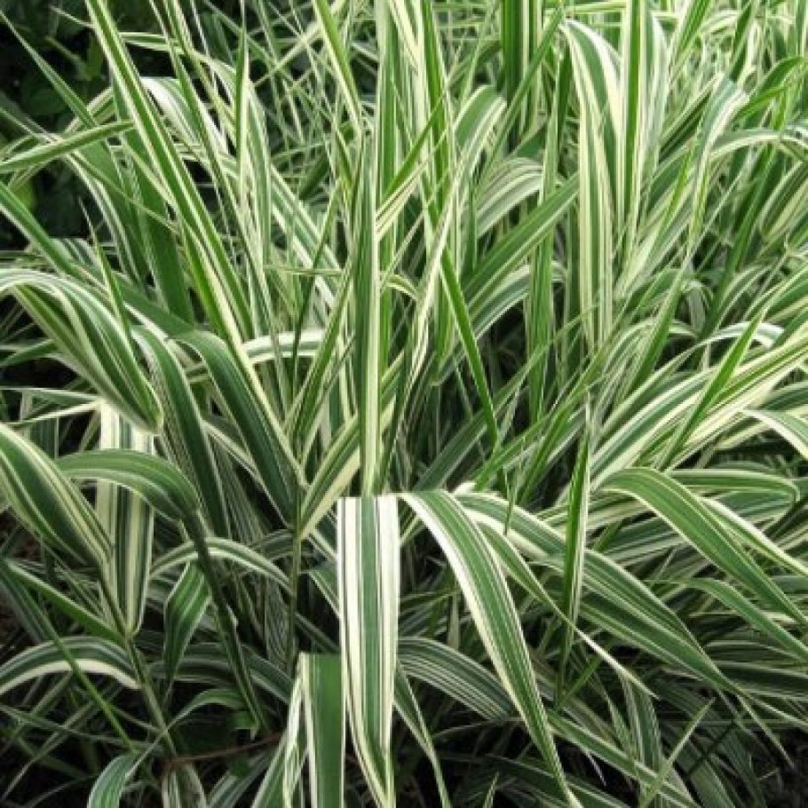 Рожь Куприянова