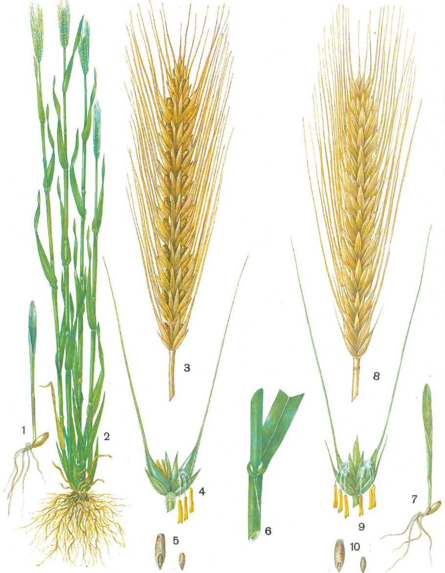Рожь посевная Зерновка