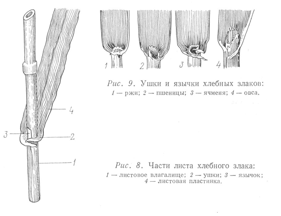 Строение стебля и листа пшеницы