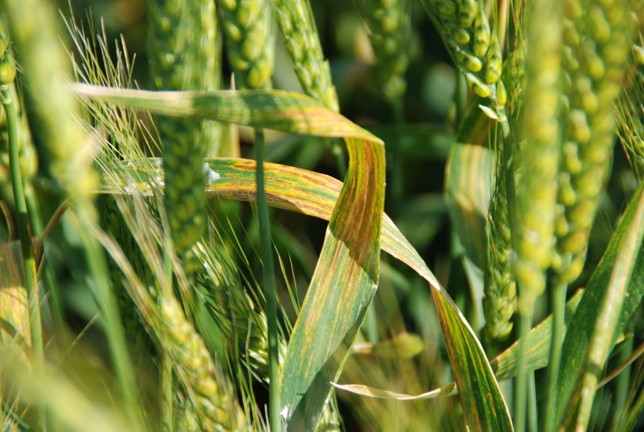 Пшеница строение растения