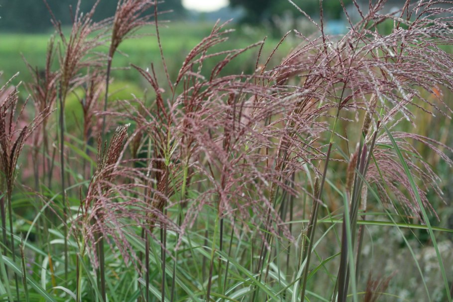 Тростник обыкновенный phragmites Australis