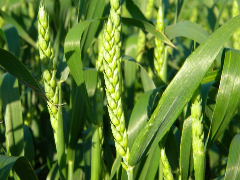 Пшеница леукурум