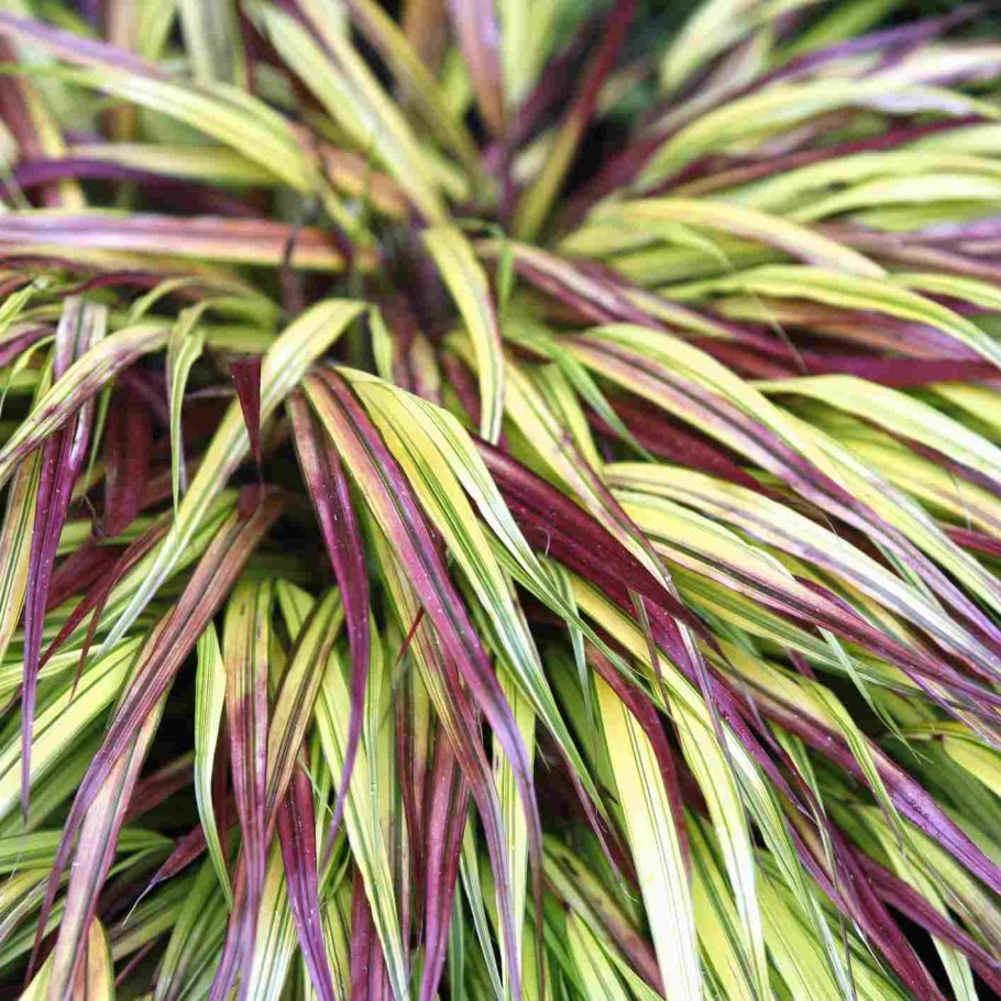 Стебель пшеницы