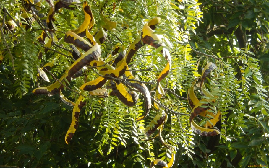 Gleditsia triacanthos
