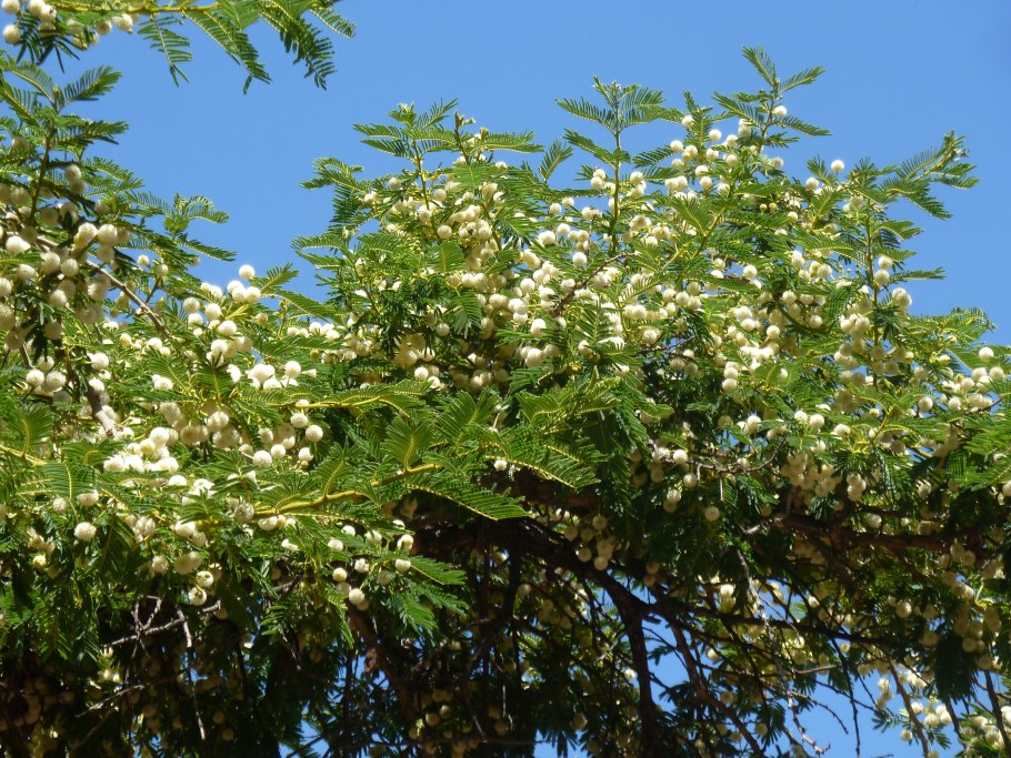 Robinia pseudoacacia дерево