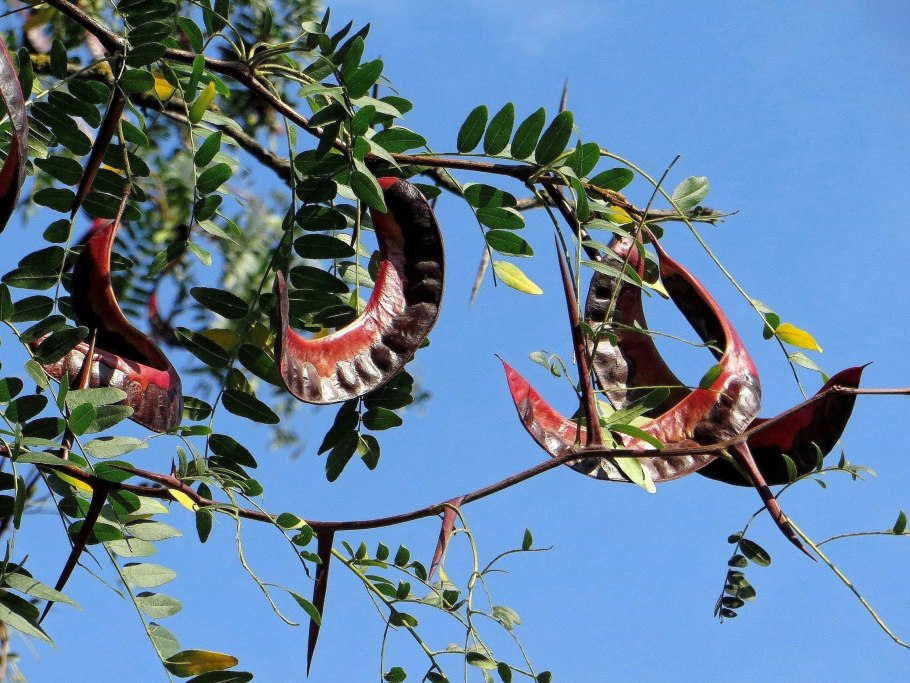 Белая Акация Робиния Лжеакация листва
