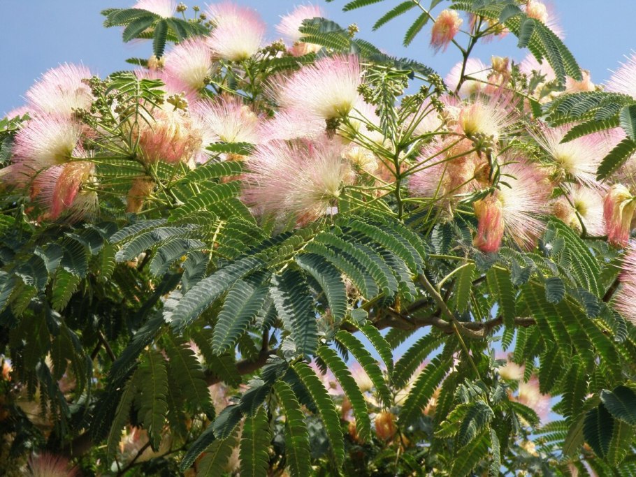 Гледичия обыкновенная (трехколючковая)