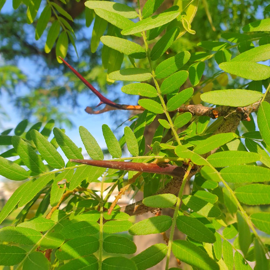 Акация Кавказская дерево