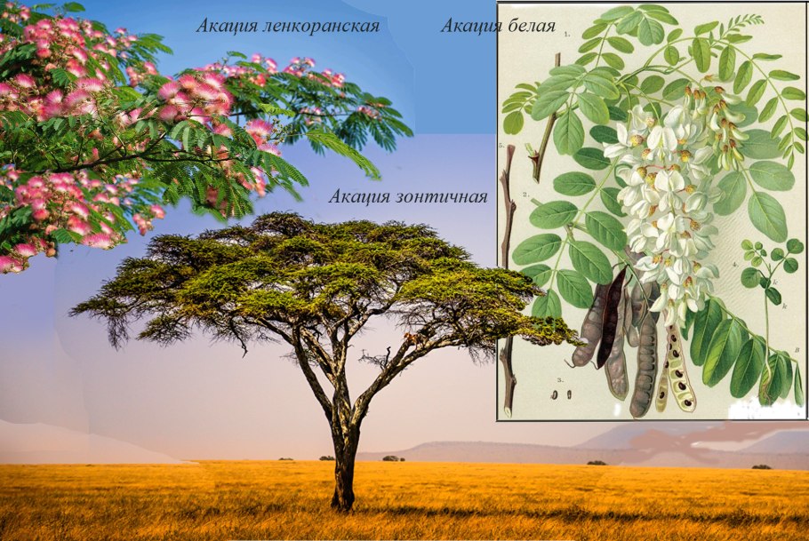 Робиния псевдоакация (Robinia pseudoacacia l.)