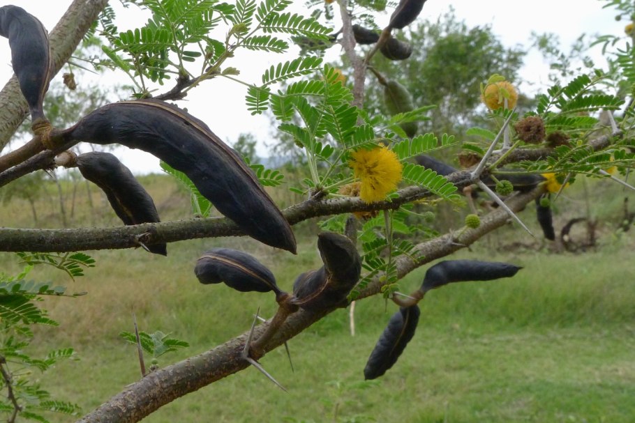 Vachellia farnesiana