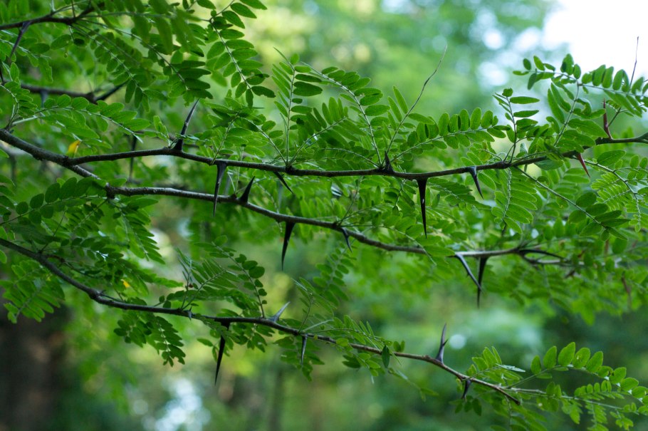 Акация колючая гледичия