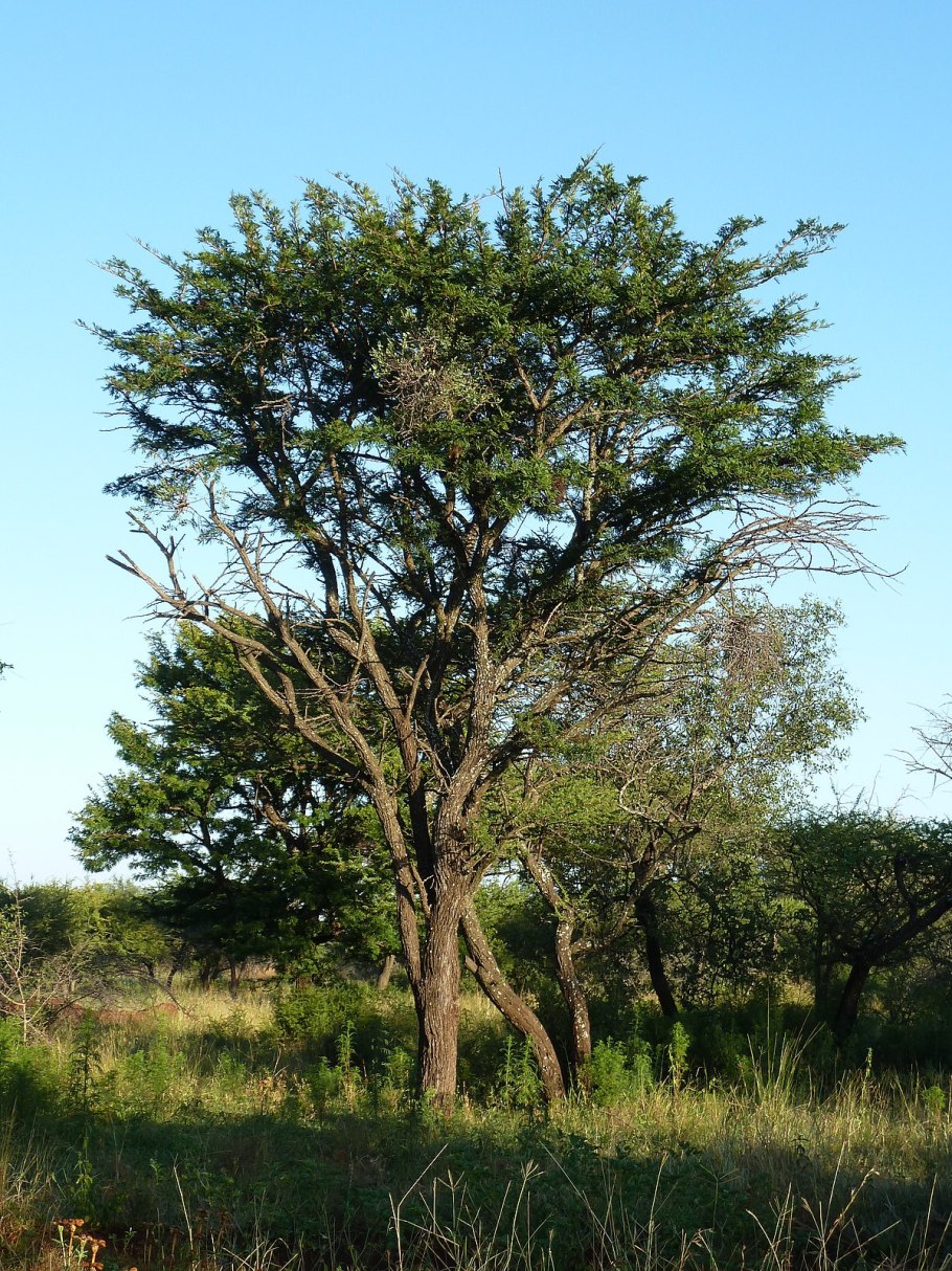 Гледичия трехколючковая дерево