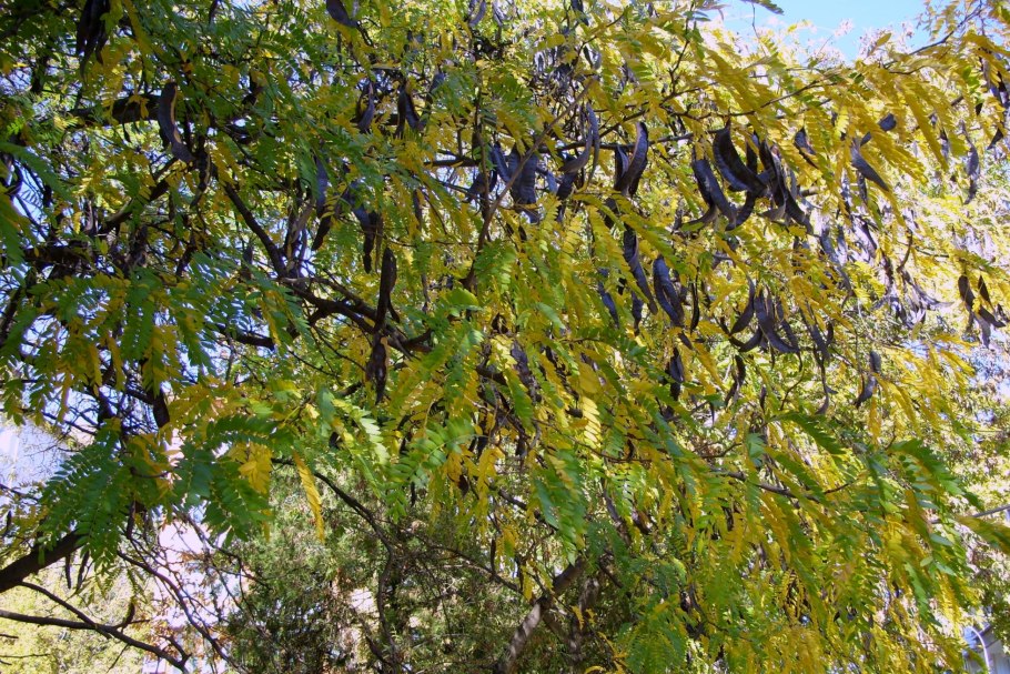 Серенгети дерево